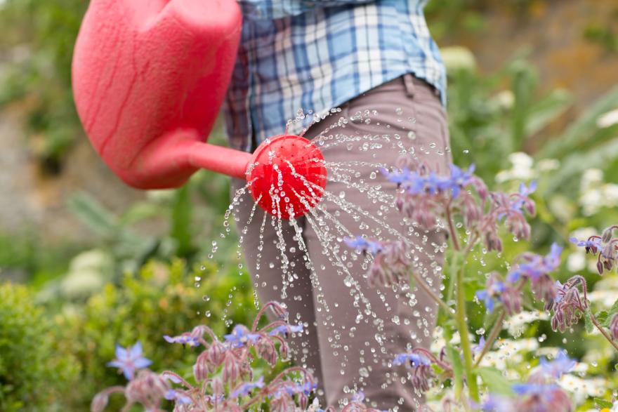 woman-watering-her-flowers-with-red-watering-can