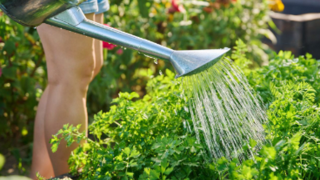 Person watering plants with watering can. The plants are lush and green/