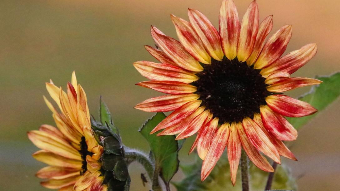 image of sunflower with yellow and orange petals 