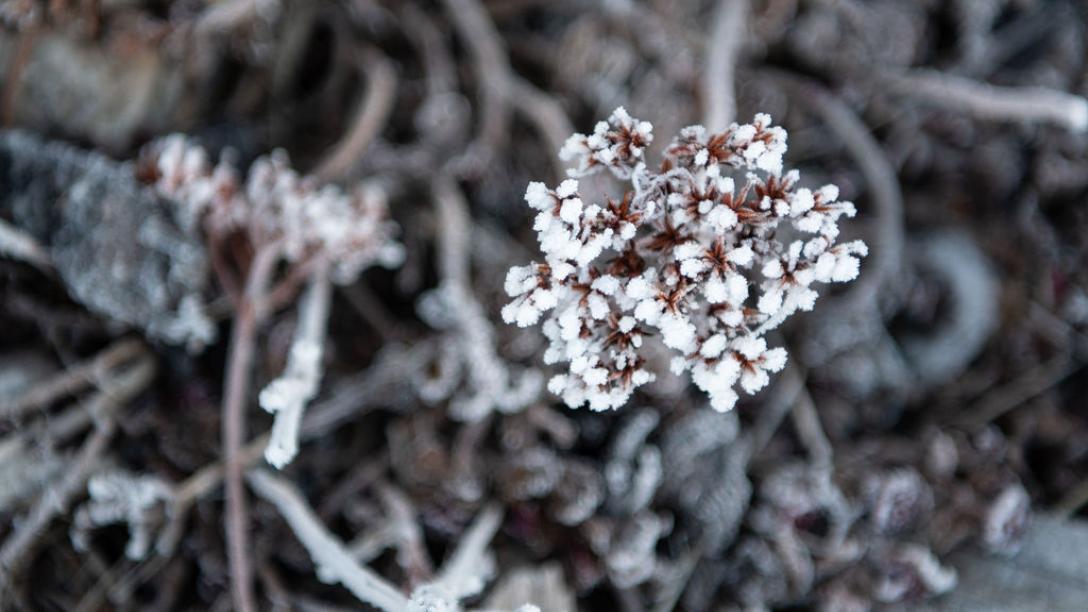 Frosted plant on a snowy background