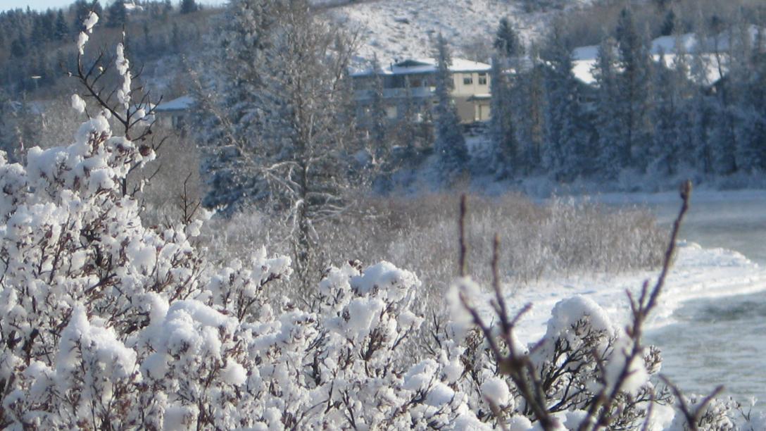 image of frosted covered bush with homes in the background