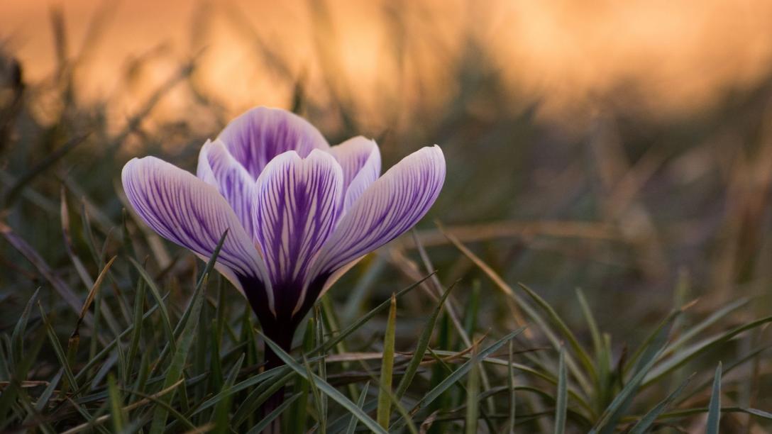 flower budding from the grass