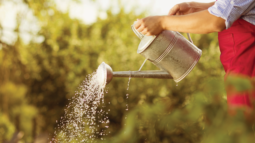 Person watering yard with a watering can