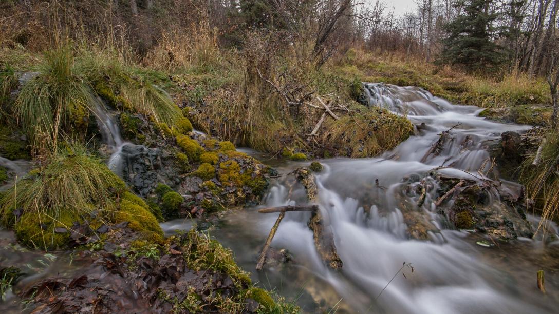 Cochrane Nature
