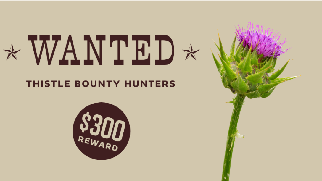 Wanted poster-style banner for Thistle Bounty Hunters, featuring a purple thistle and a $300 reward.
