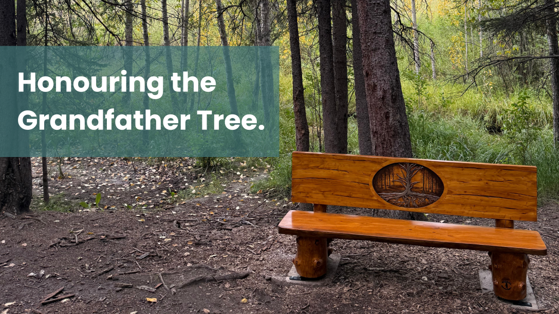 Wooden Grandfather Tree memorial bench in a forested area, with text reading “Honouring the Grandfather Tree.”