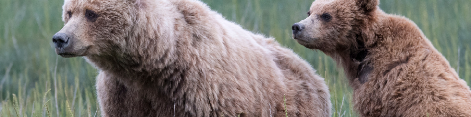 Mama grizzly bear with cub in grass 