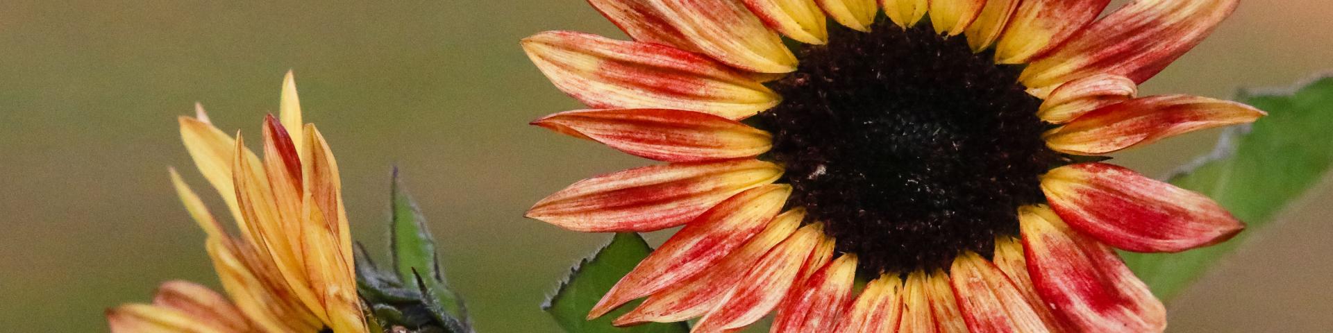 image of sunflower with yellow and orange petals 