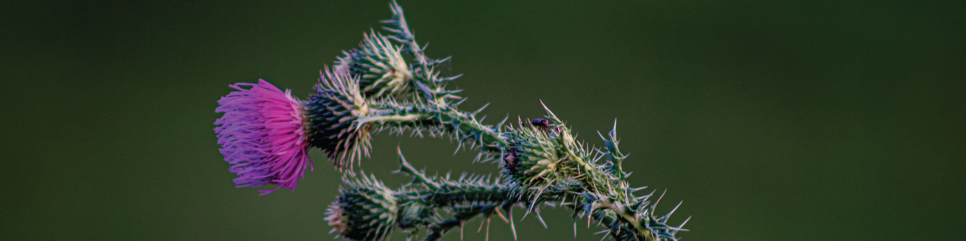 Thistle in bloom