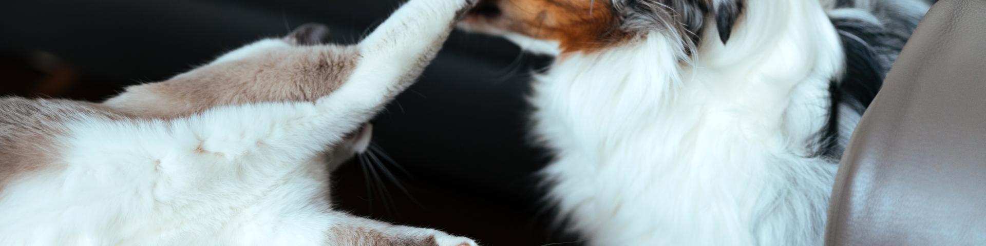 cat laying on coffee table paws at dog's face