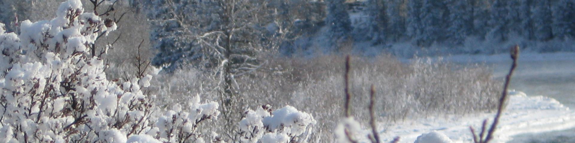 image of frosted covered bush with homes in the background