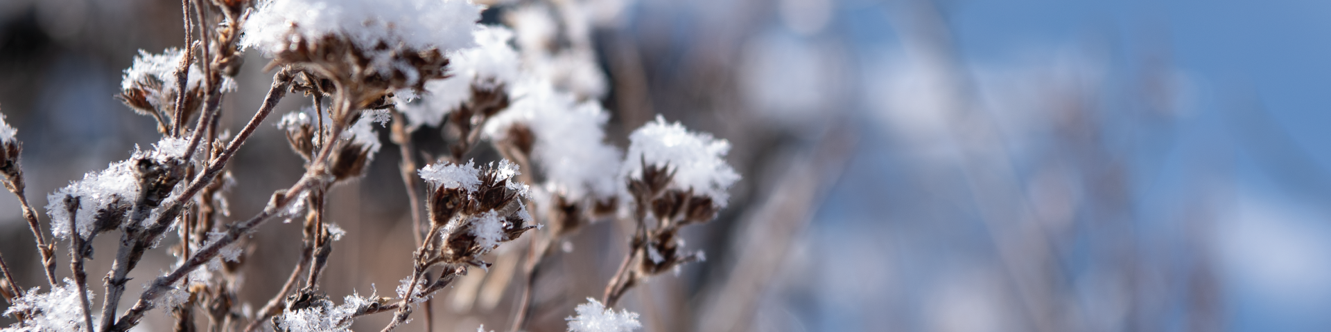 Frost covered grasses