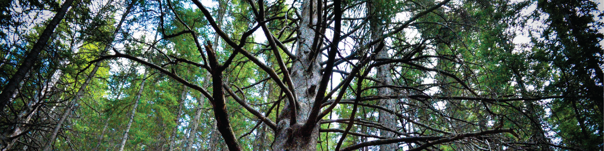 Image of the grandfather tree