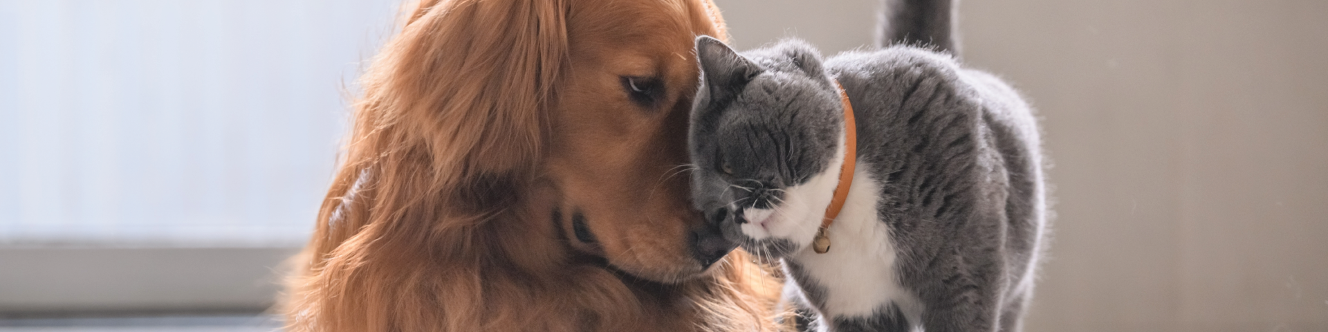 Dog and cat together animal licenses