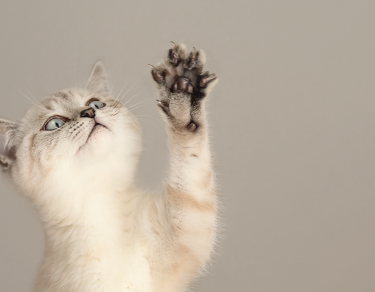 Image of a cat on a grey background