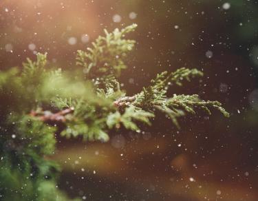 Photo of an evergreen tree branch on a dark background with snow falling
