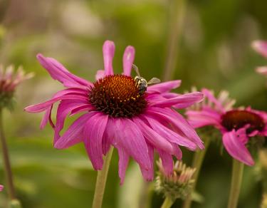 pink flowers in spring with a bee