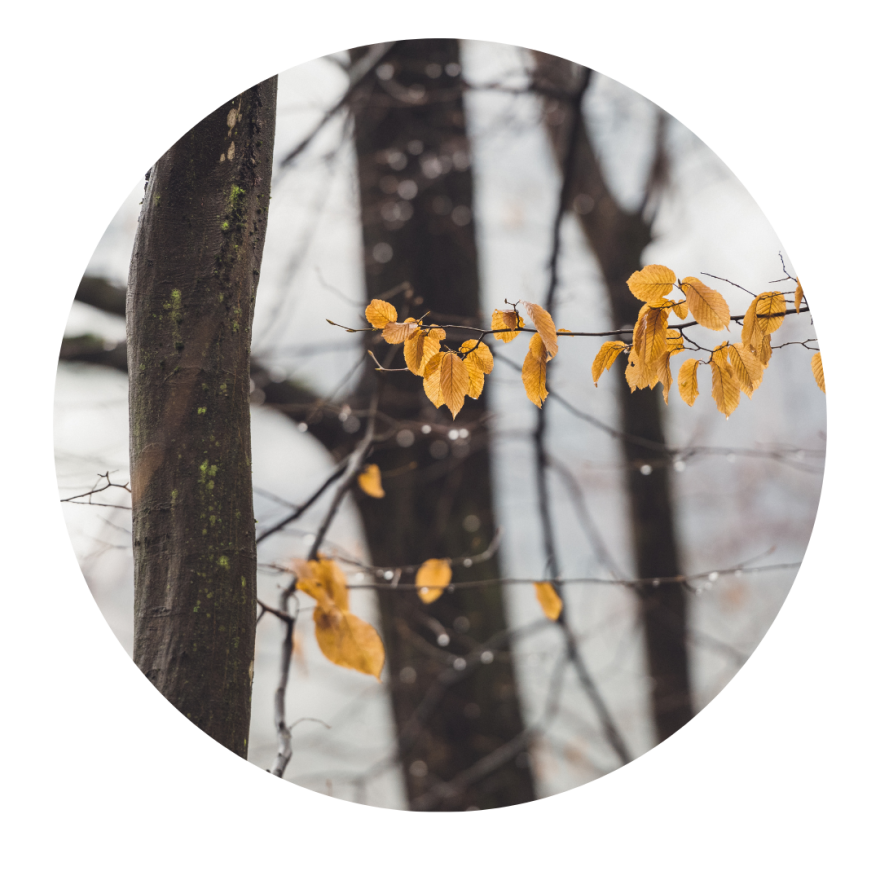 circle image of a snowy covered tree. 