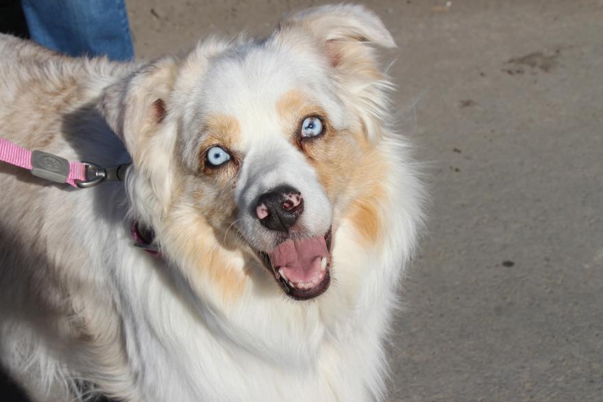 clsoe up image of dog with blue eyes 