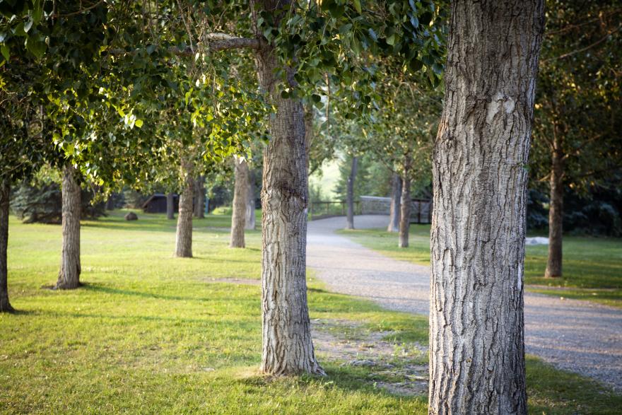 image of pathways with trees outlining