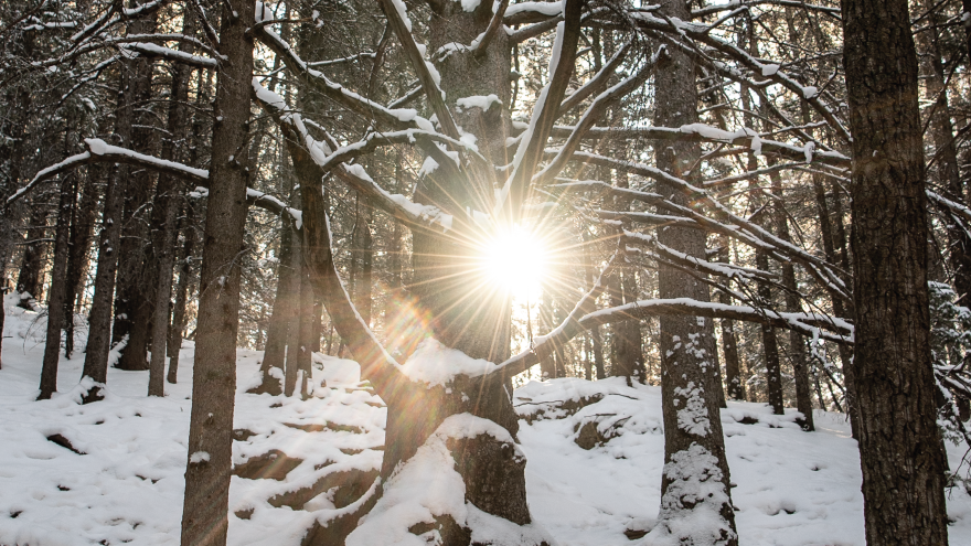 Sun shining through a large tree in the winter