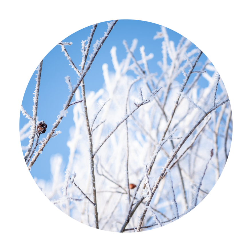 circle image of frozen tree branches with blue sky in the background