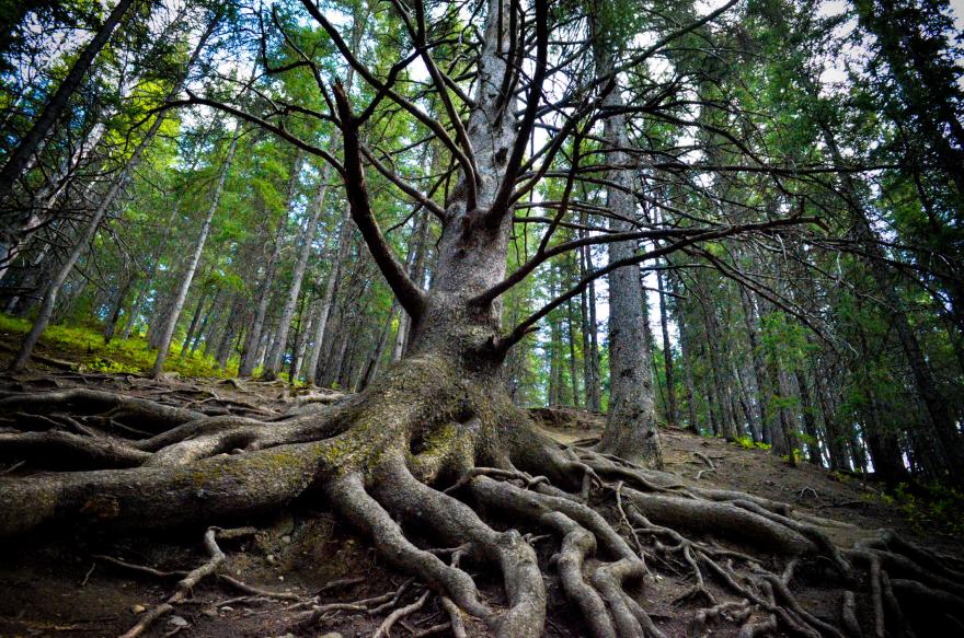 Grandfather tree
