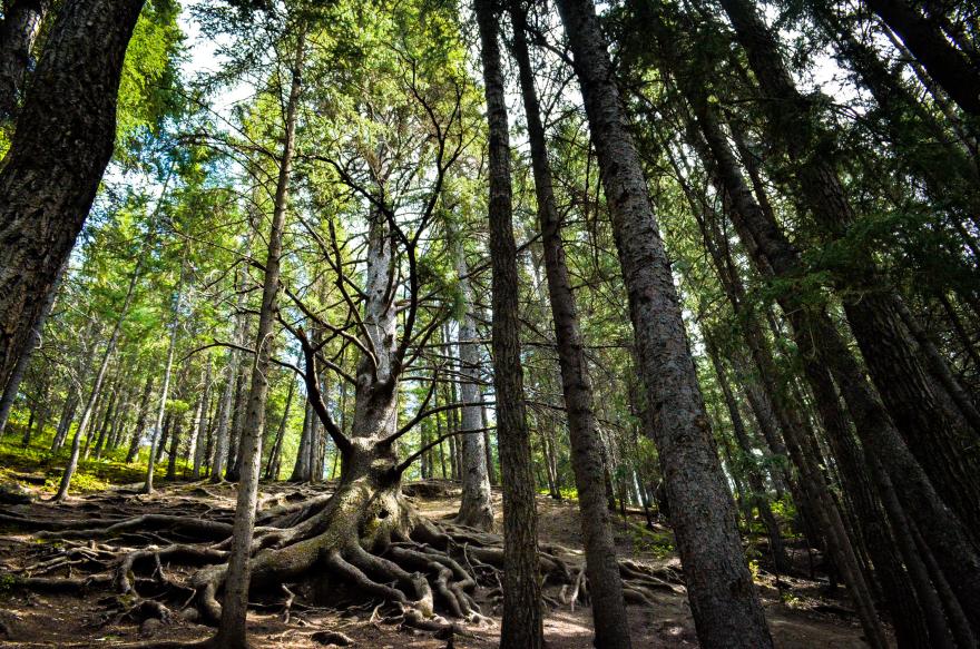 Grandfather tree