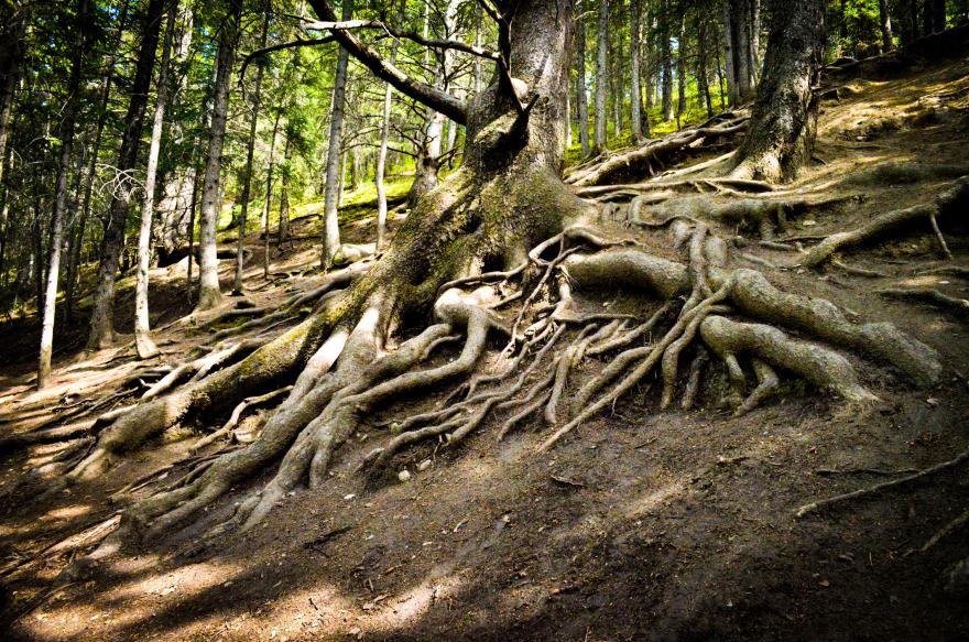 Grandfather tree