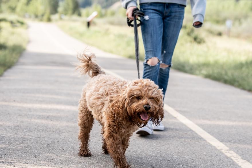 person walking brown dog on a leash