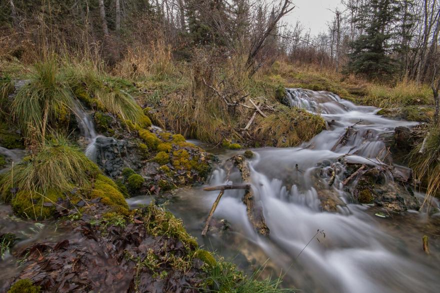 Cochrane Nature