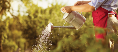 Person watering yard with a watering can