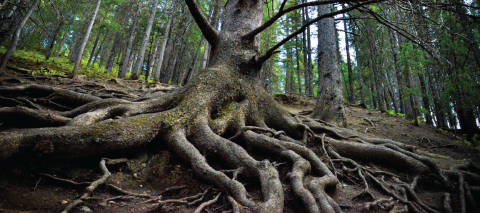 Grandfather tree showing roots and surrounding landscape