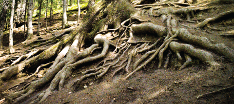 Grandfather tree roots