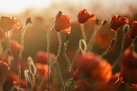 bright-red-poppies-growing-in-a-vast-field