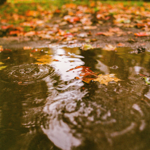 picture of a puddle with fall leaves