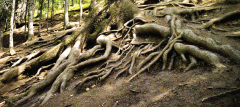 Grandfather tree roots