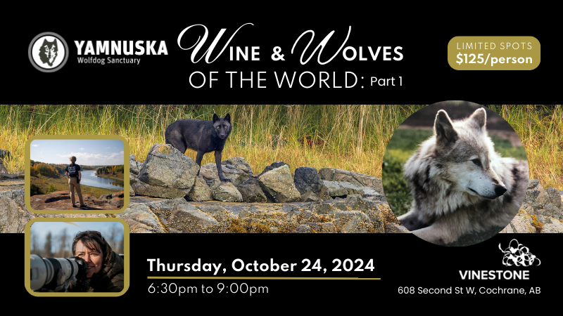 Wine & Wolves of the World: Part 1 | Town of Cochrane