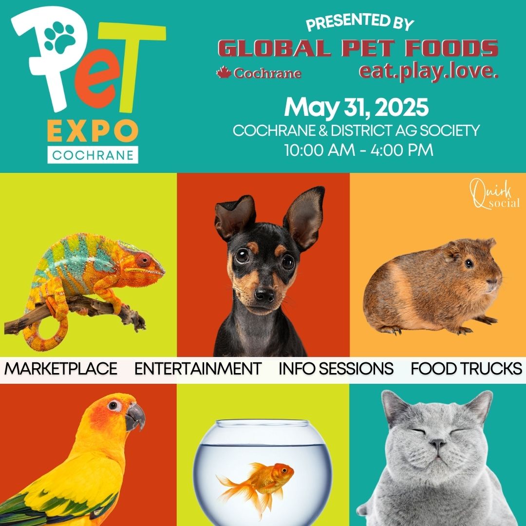 Colourful poster with a event info and animals: chameleon, chihauha, guinea pig, parrot, goldfish, and grey cat.