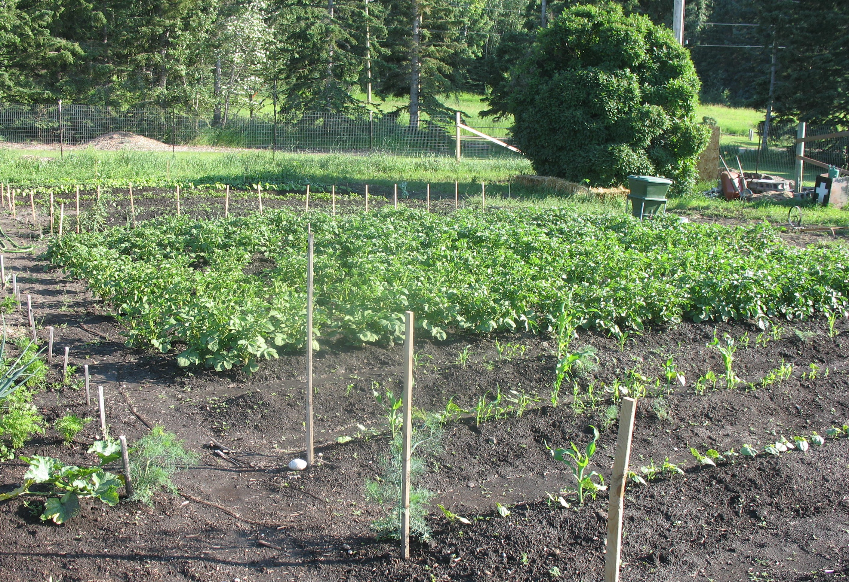 Our garden is flourishing! Get out of your house and into nature!